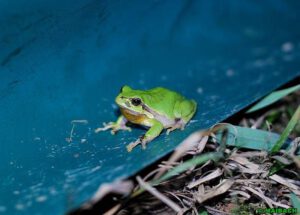 Frosch auf Plane Amphibienschutzzaun robust